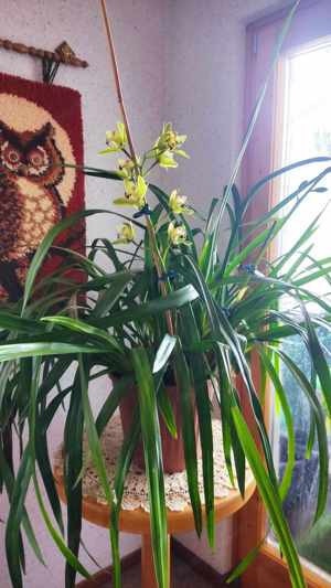 Cymbidium Orchidee