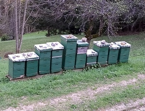 Carnica Bienenvölker Bild 1