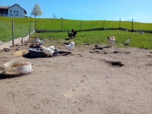 Hühner, Junghühner, Hennen, Hähne,..  Bild 1