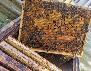2 Bienenvölker zu verkaufen Bild 1