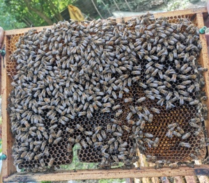 2 Bienenvölker zu verkaufen Bild 2