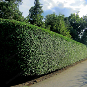 Gartenhilfe gesucht?...