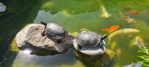 Wasserschildkröten zu Verschenken