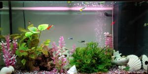 Komplettset Juwel Aquarium mit Unterschrank und Fische