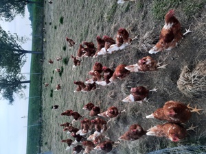 Verkaufe 1,5 jahre alt Hühner  Bild 4
