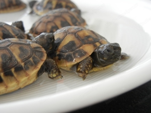 Griechische Landschildkröten einjährig  an guten Platz zu verkaufen! Bild 2