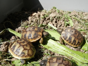 Griechische Landschildkröten einjährig  an guten Platz zu verkaufen! Bild 3