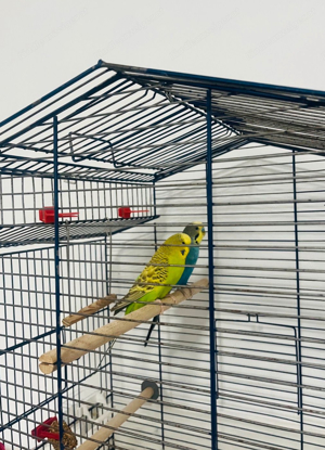 Vögel und Käfig  Bild 2