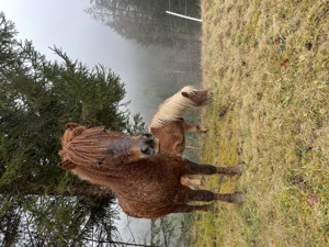 5 Jährige Ponys suchen ein schönes zu Hause Bild 2