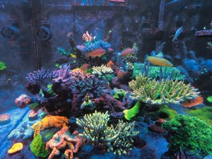 Acryl Aquarium Meerwasser 800 liter Bild 1