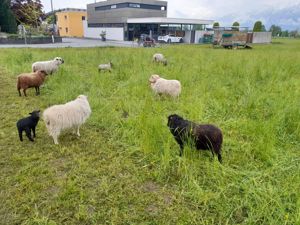 Schafe Mutterschafe Herde Bild 2