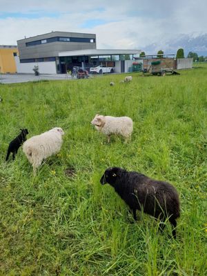 Schafe Mutterschafe Herde Bild 1