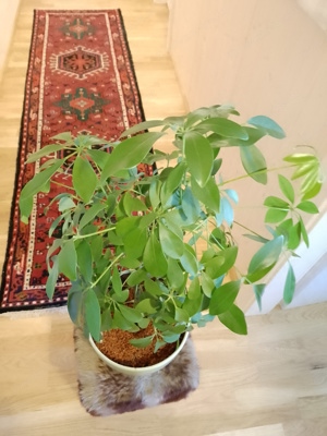 Strahlenaralie Schefflera Nora