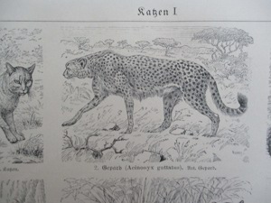 Katzen u. Schleichkatzen  Lithographie um Jg. 1905 Bild 4