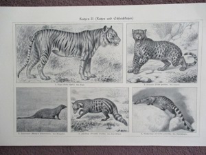 Katzen u. Schleichkatzen  Lithographie um Jg. 1905 Bild 5