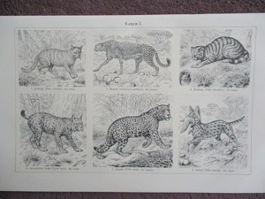 Katzen u. Schleichkatzen  Lithographie um Jg. 1905 Bild 3
