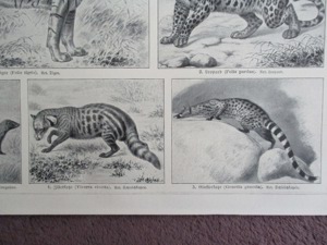 Katzen u. Schleichkatzen  Lithographie um Jg. 1905 Bild 2
