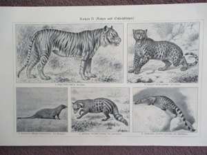 Katzen u. Schleichkatzen  Lithographie um Jg. 1905 Bild 1
