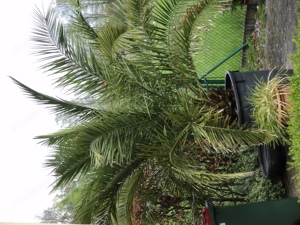 Verschiedene Palmen für Ihren Pool oder Terrasse Bild 1