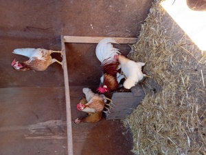 Hühner, Hennen, Junghennen, Hähne,.. Bild 2