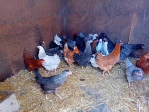 Hühner, Hennen, Junghennen, Hähne,.. Bild 5