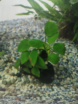 Aquarium Pflanze (Anubias)