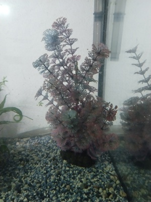 Aquarium Pflanze (Kunststoff)