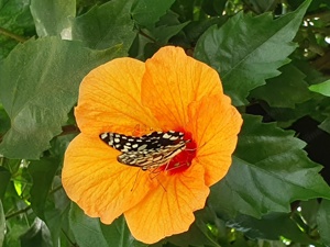 Erledige  für Sie die Gartenarbeiten 