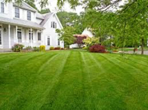 Rasenmähen und Rasenpflege. Mähen von Gras auf eine Höhe bis 100cm Bild 6