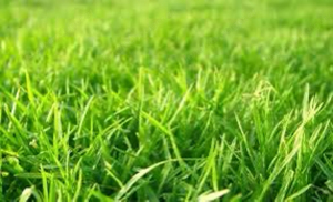 Rasenmähen und Rasenpflege. Mähen von Gras auf eine Höhe bis 100cm Bild 7