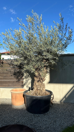 Olivenbaum XXL 2,20m hoch