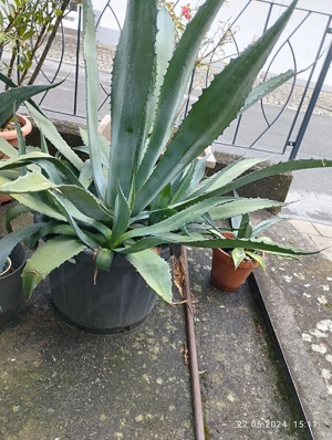 Agave Kaktus