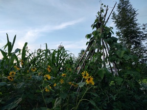 Haus mit grossem Garten gesucht