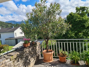 Oleander Baum 3,2 Meter hoch Bild 1