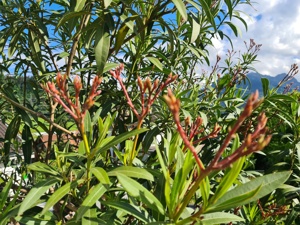 Oleander Baum 3,2 Meter hoch Bild 2