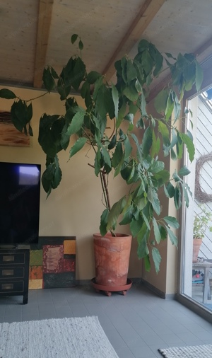 Avocadobaum ca. 25 Jahre alt