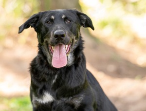 Der offene und freundliche Hund Funtik sucht ein Zuhause.