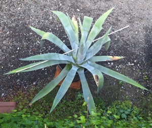 große Agave 