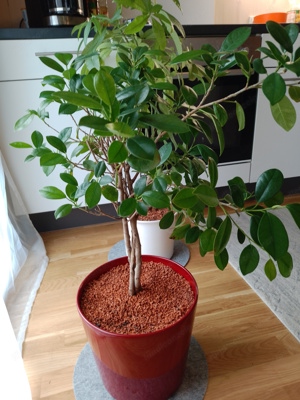 Zimmerpflanze Ficus Exotica 