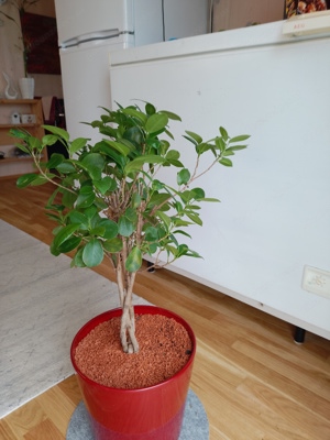 Zimmerpflanze Ficus Exotica 