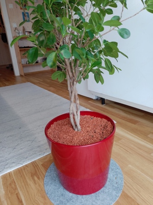 Zimmerpflanze Ficus Exotica  Bild 3