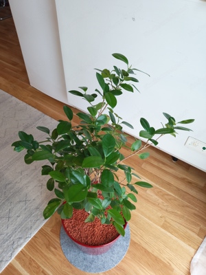 Zimmerpflanze Ficus Exotica  Bild 5