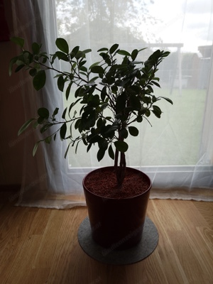 Zimmerpflanze Ficus Exotica  Bild 4