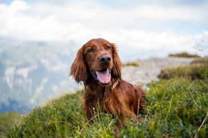 Hundebetreuung gesucht