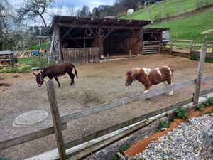 Pony zu verkaufen und Sommerweide für Kleinpferde