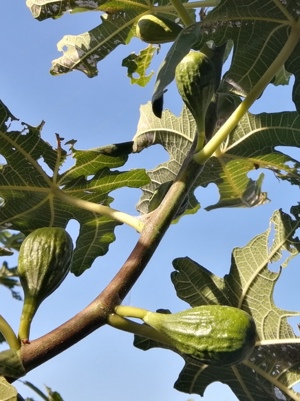 Feigenbaum zu verkaufen Bild 2