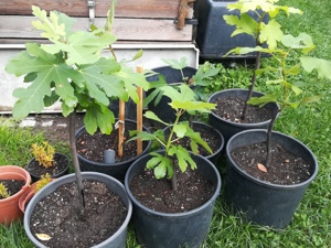 Feigenbaum zu verkaufen Bild 4