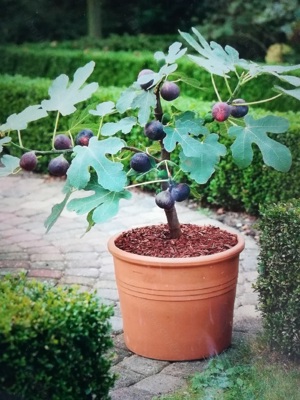 Feigenbaum zu verkaufen Bild 5