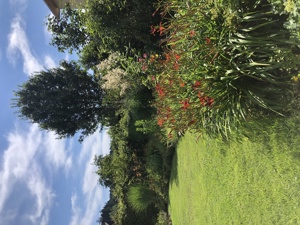 Blumensträuße für alle Anläße Bild 2