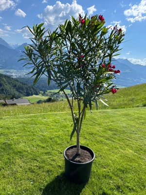 Oleanderbaum - Einstamm 6 Jahre alt und 140cm hoch Bild 1
